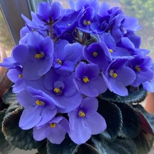 Meet your Posher, Ngoc